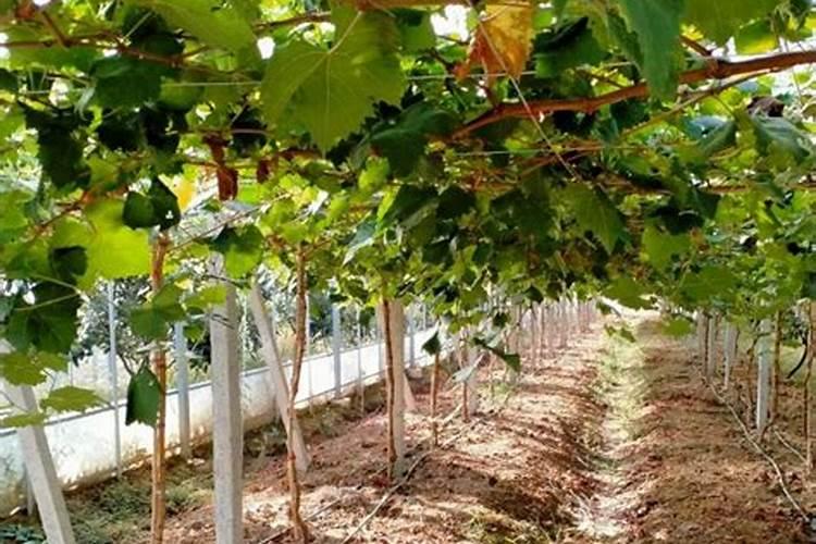 葡萄喷哪种叶面肥比较好？