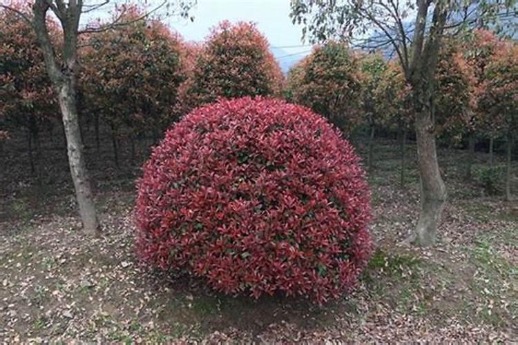 红叶石楠应什么时候施肥