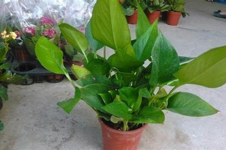 小金豆什么意思