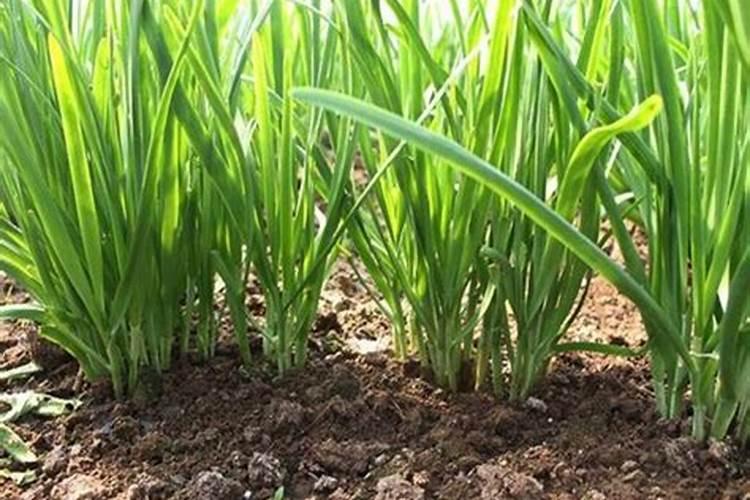 树木长粗用什么肥料？