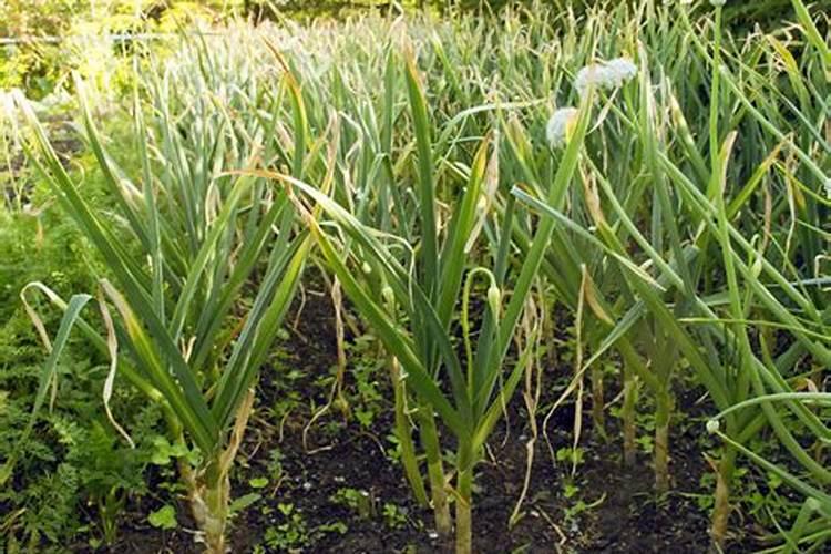 蒜苗长大后主要施什么肥