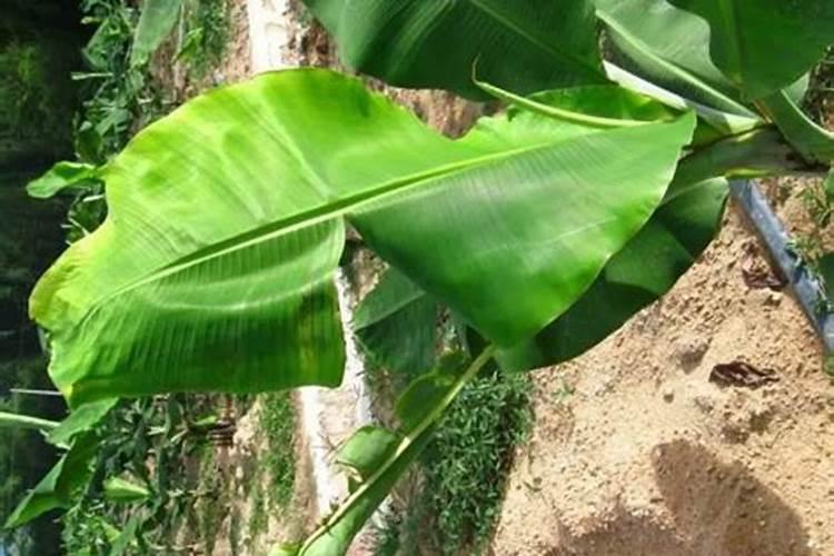 香蕉挂果的时候用什么肥料最好？
