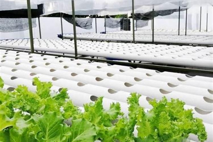 种玉米用什么化肥最好？