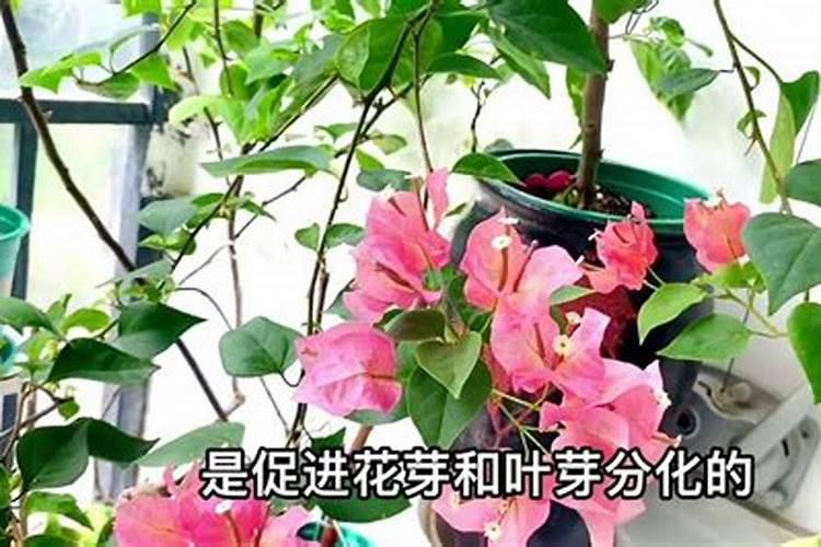 三角梅用什么肥料