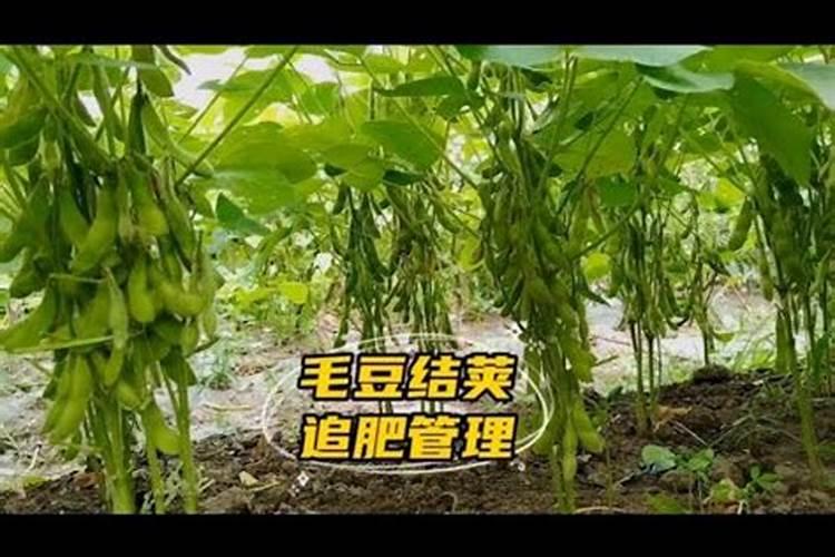 黄豆施什么肥比较好