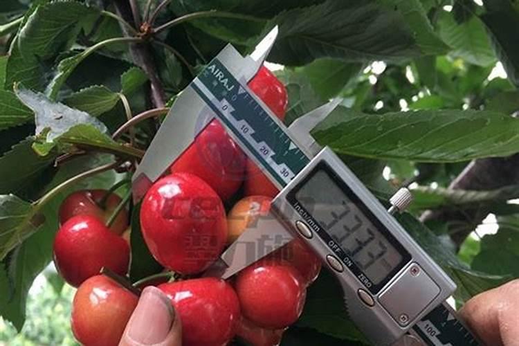 樱桃结果期冲施什么肥料好？樱桃膨果期用哪种水溶肥效果好？