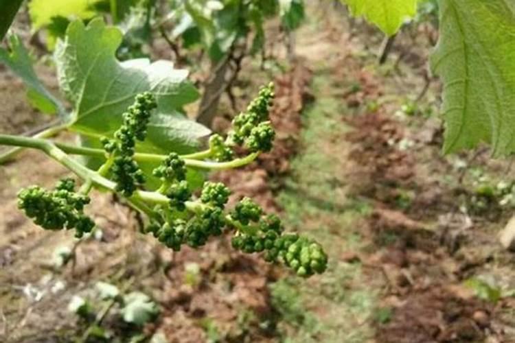 请问老师葡萄怎样施肥