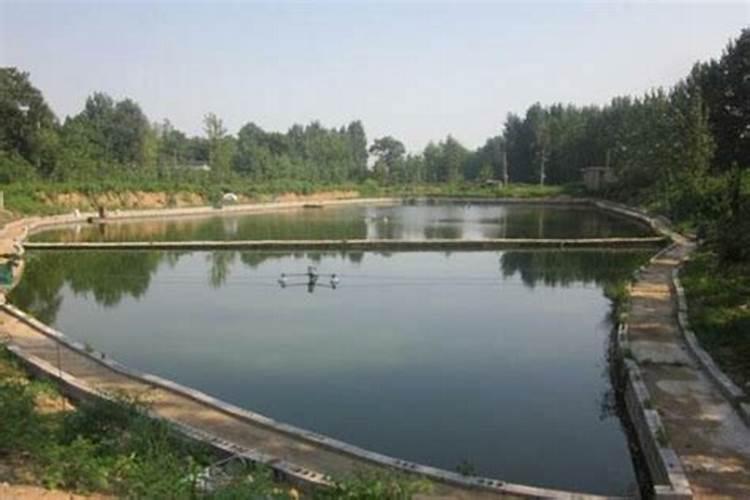 水溶肥可以不兑水用吗 水溶肥料兑水比例是多少