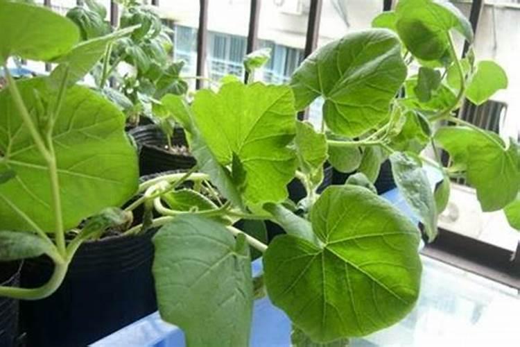 磷化工龙头股票有哪些？