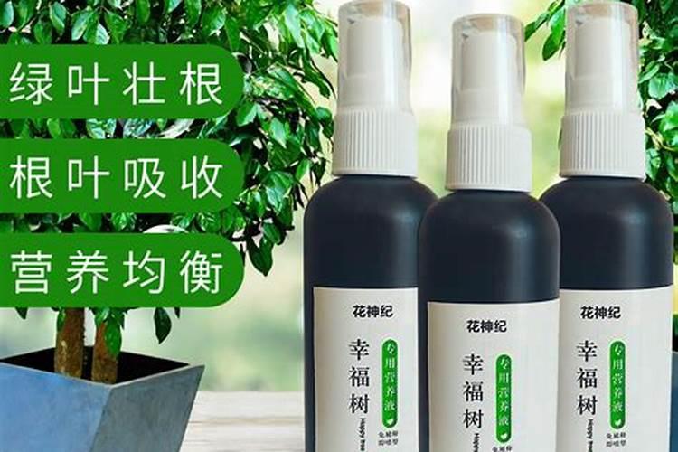 幸福树需要什么肥料,复合肥可促进植株生长
