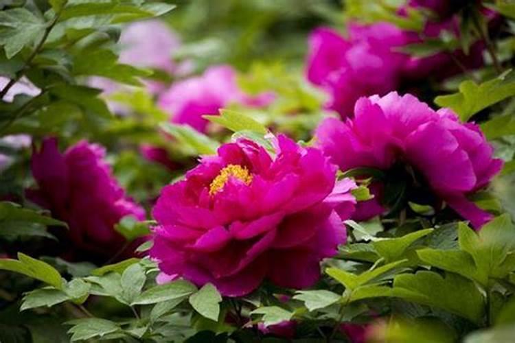 牡丹有花苞要施肥吗 牡丹有花苞可以施肥吗