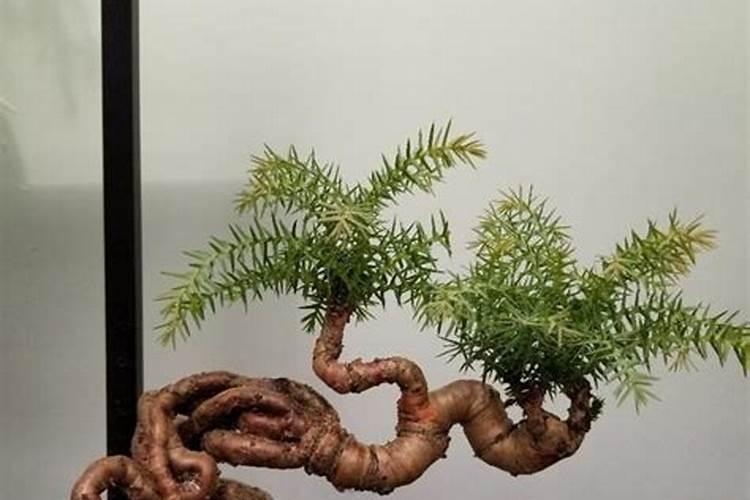 富贵椰子怎么浇水方法