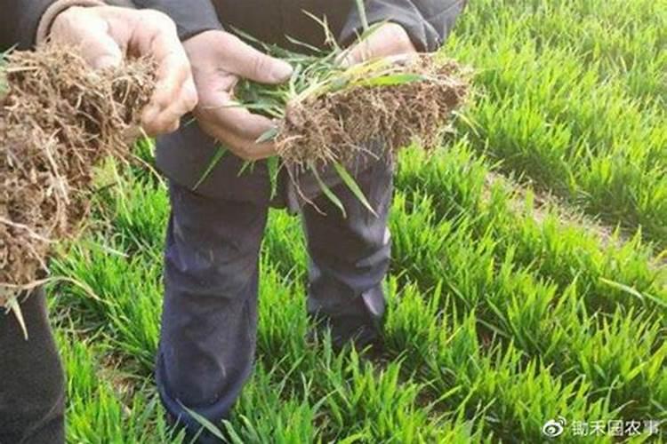 小麦清明节前后施肥浇水好吗