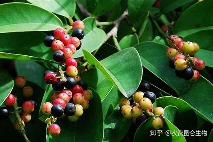 打肥太多烧苗了,怎么办啊？永业生命素有用吗？