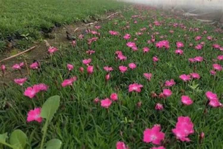 东北种植水稻什么钾更好
