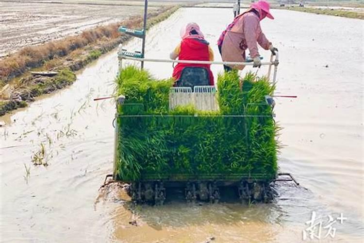 水稻插秧后几天施肥 水稻插秧后几天可以施肥