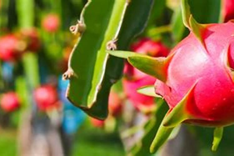 中国前十强生物化肥厂家