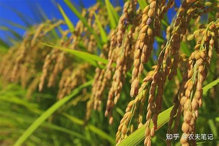 扶桑花怎么剪枝 修剪方法和注意事项