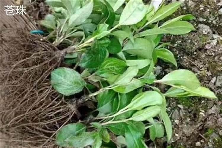 苍珠药材多少钱一斤