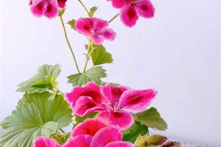 蝴蝶梅养护开花方法