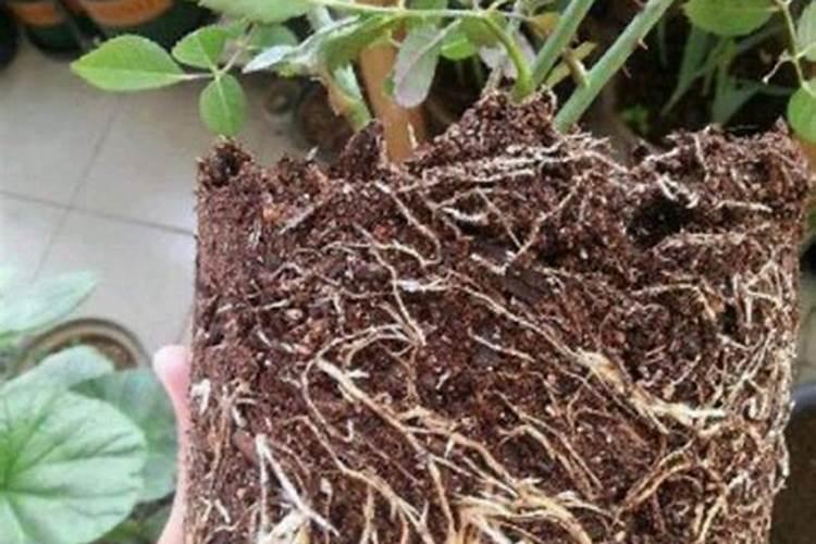 有机肥哪个牌子的好？