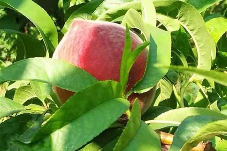 桃树膨大期追施什么肥料好？桃树结果期追肥用什么肥料好？
