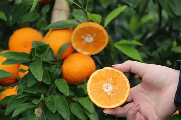 湖北腐植酸钾一百斤多少钱