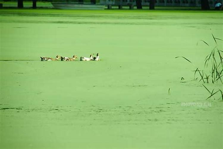全球十大油漆木器水漆排名？有知道的吗？
