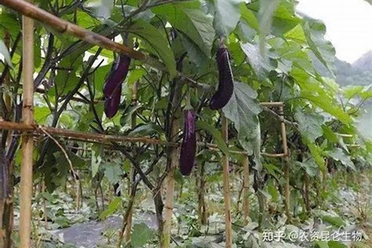 茄子施肥的正确方法