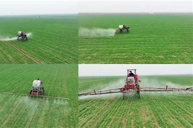 冬小麦施肥的最佳时间 注意事项有哪些