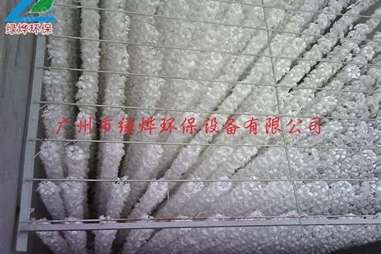 怎么把杜鹃花养好？