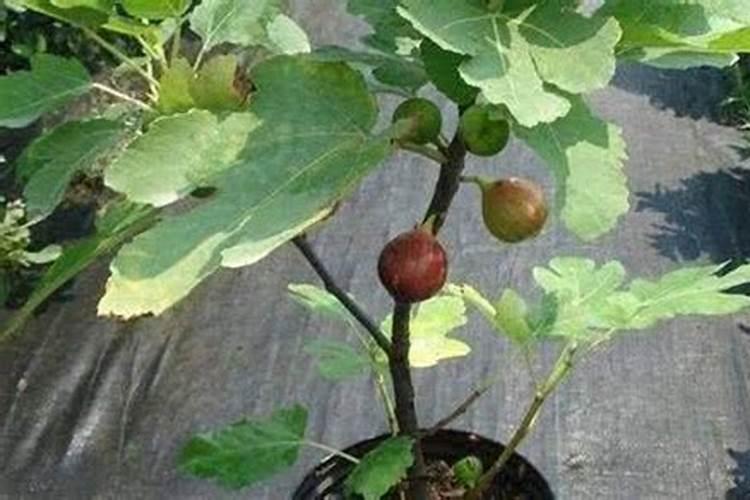 无花果施肥的正确方法