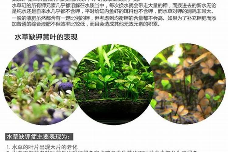 怎样用让鱼缸长水草