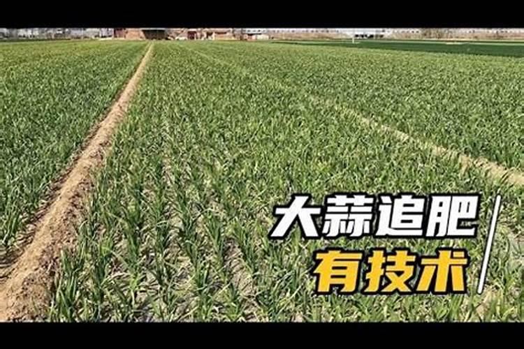 大蒜春季追什么肥比较好