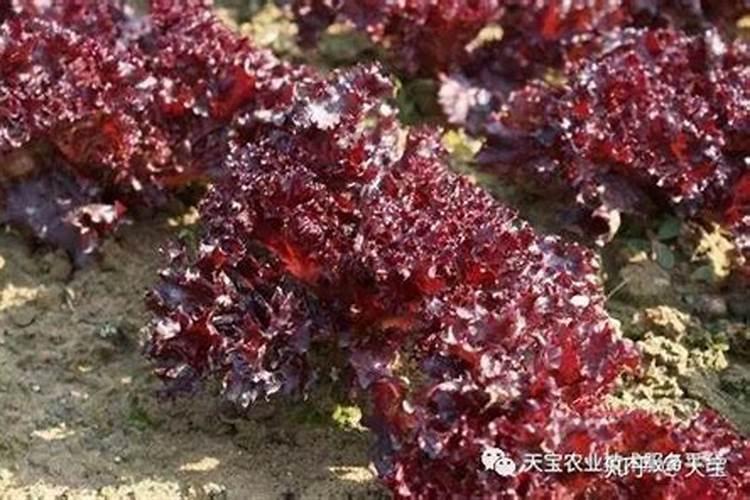 氮磷钾复合肥是什么肥料