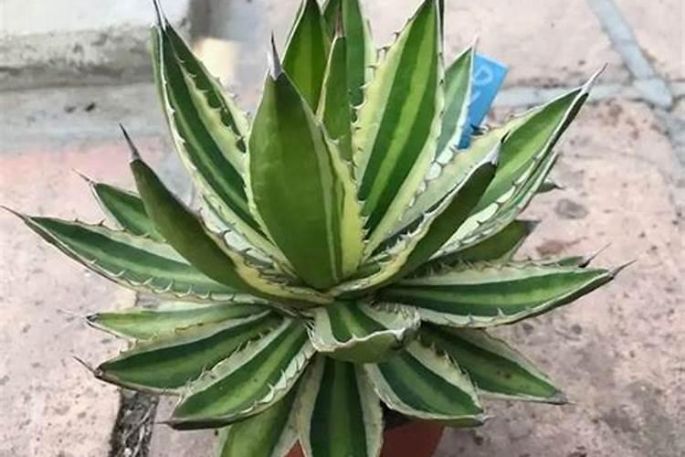 水培花卉的种类都有哪些？