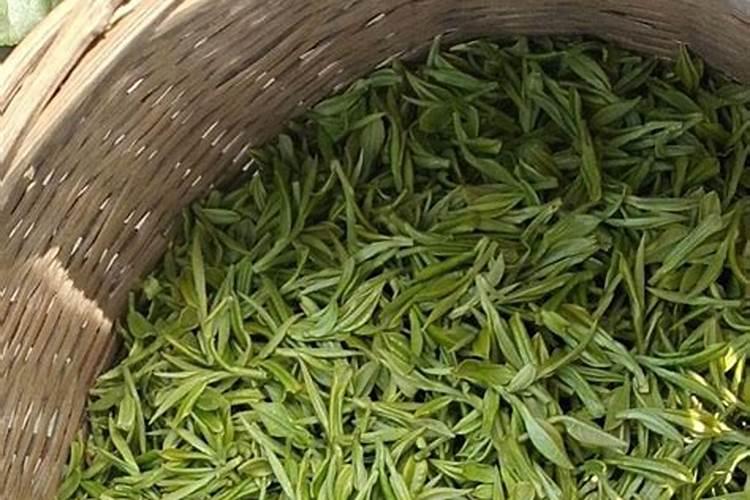 安吉白茶春茶后施什么肥好