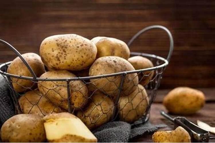 月季如何压枝促笋爆笋