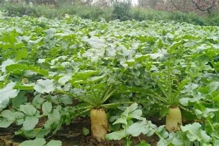 撒过草木灰之后可以加肥料吗？