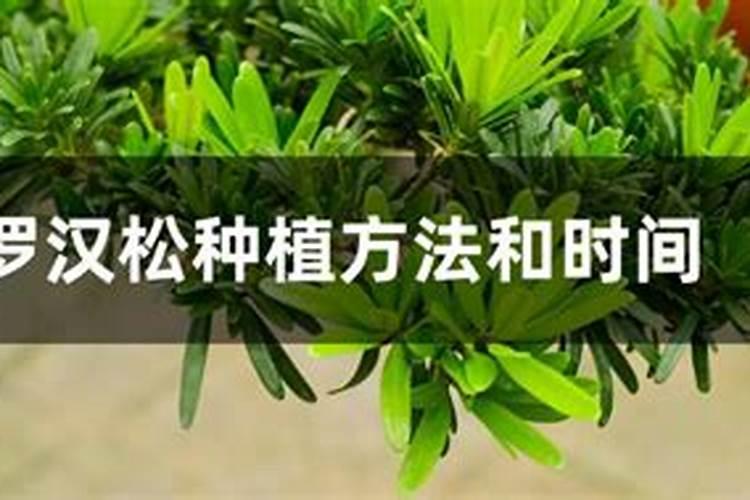 云南促早阳光玫瑰最好适合的生根肥是哪种？