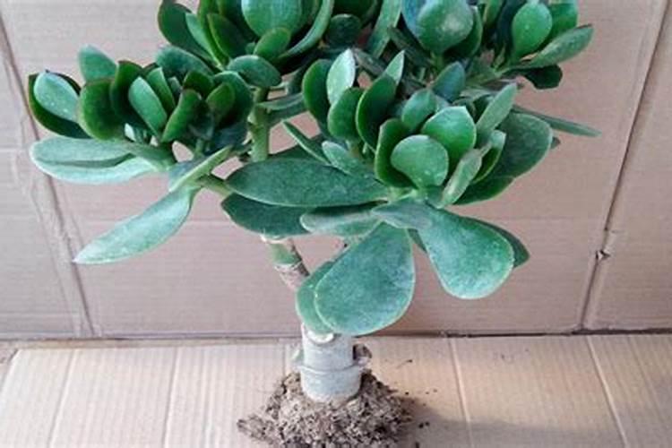 水稻黄叶病用什么农药