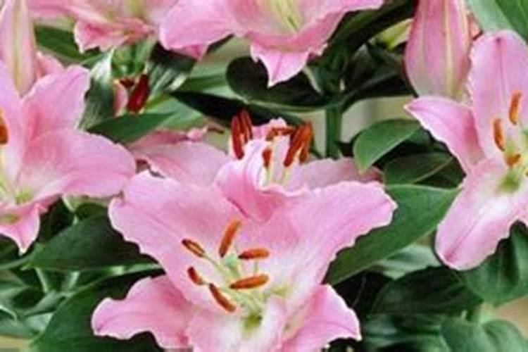 翡翠萝卜的做法