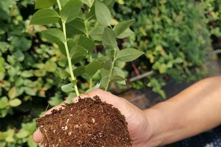 中国农业生产集团有限公司的化肥厂在哪里