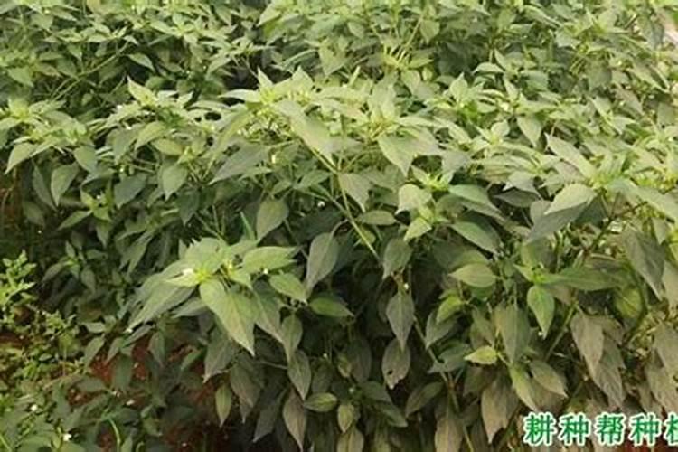朝天椒开花时还能控旺长吗