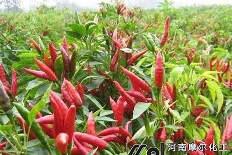 朝天椒的种植方法