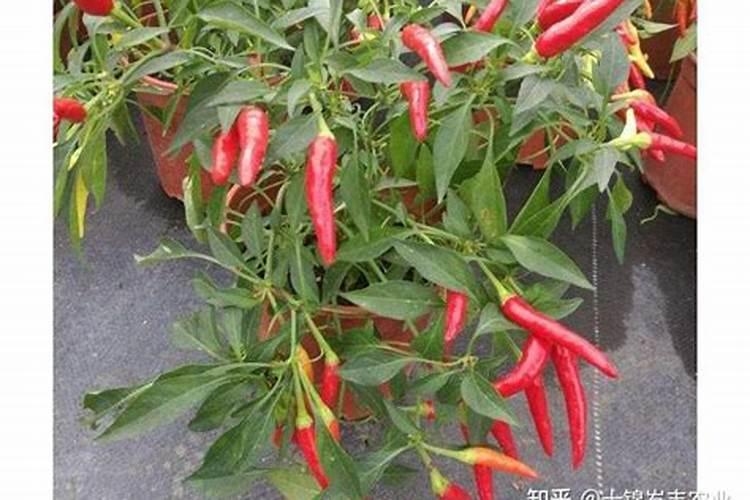 朝天椒到了盛花期追什么肥？追多少？
