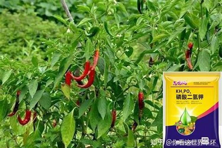 绿植花卉常用跟矿院黄腐酸钾组合经典的肥料复配方式