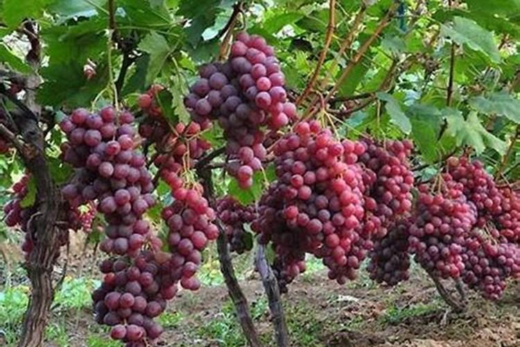 槟榔施什么肥保果