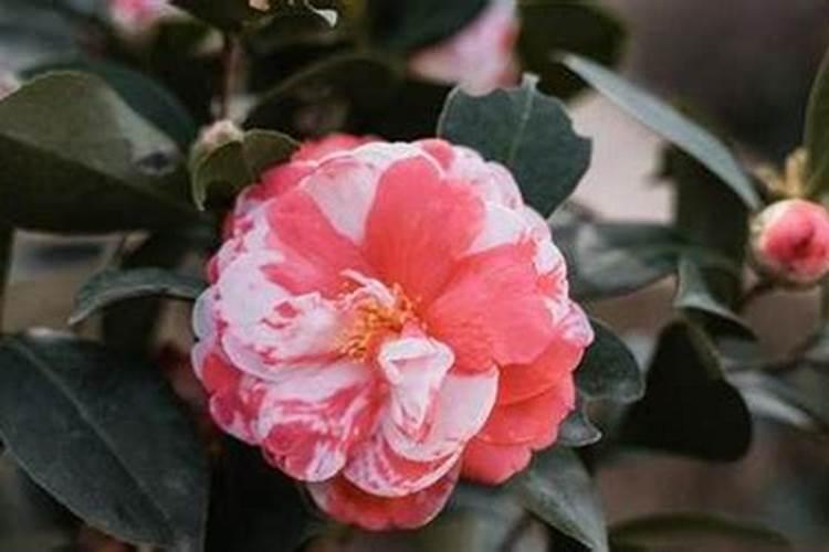 山茶花还没长出来新芽还比较粗怎么施肥？