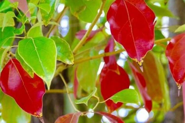 六月雪怎么施肥